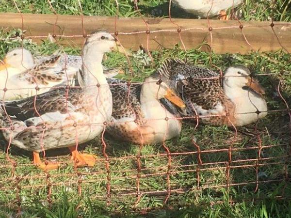 Image 1 of Pure-bred Large and Miniature Silver Appleyard ducks