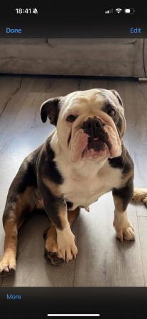 Image 1 of British bulldog, looking for a new home