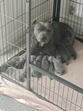Image 1 of 6 remaining KC registered Blue Staff puppies