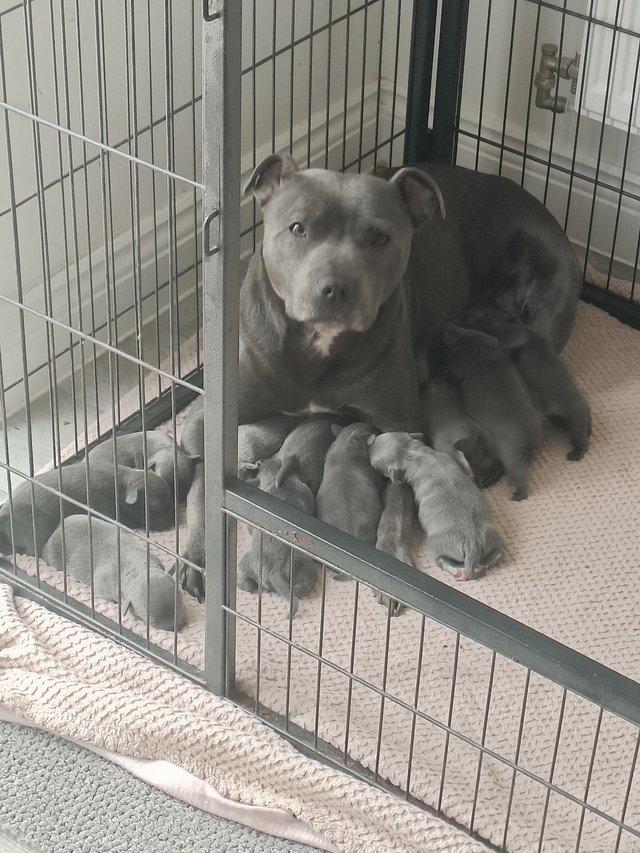 Preview of the first image of 6 remaining KC registered Blue Staff puppies.