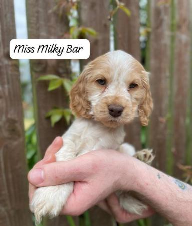 Image 12 of Stunning KC & DNA clear Show Cocker Spaniels Puppies