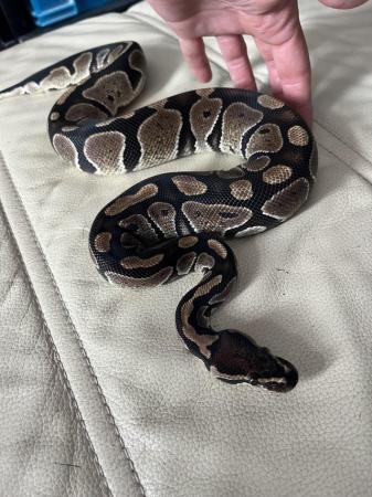 Image 4 of Normal baby ball python for sale