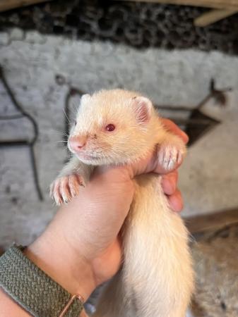 Image 5 of 8 Week Old Baby Ferrets Ready For New Homes