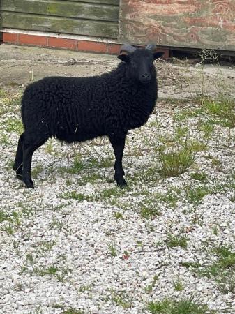 Image 2 of Hebridean tup  this years pure bred