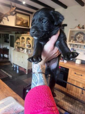 Image 6 of NOW ALL SOLD!!! Labrador cross border collie pups