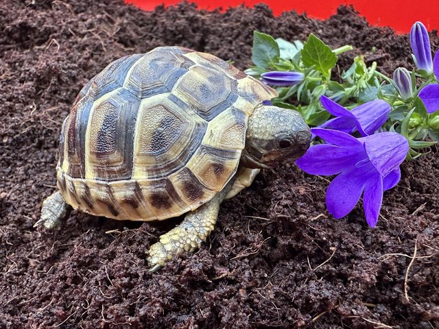 Preview of the first image of Baby Hermann’s tortoises.Setups also available.