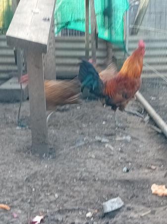Image 3 of Ginger game fowl chickens