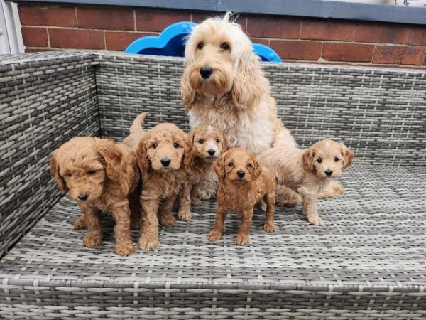 Image 17 of GORGEOUS COCKAPOO PUPPIES FOR SALE