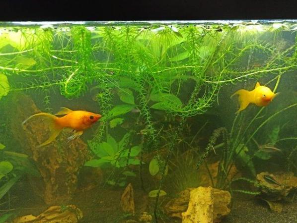 Image 4 of 140 Litres fish tank with stand including fishes