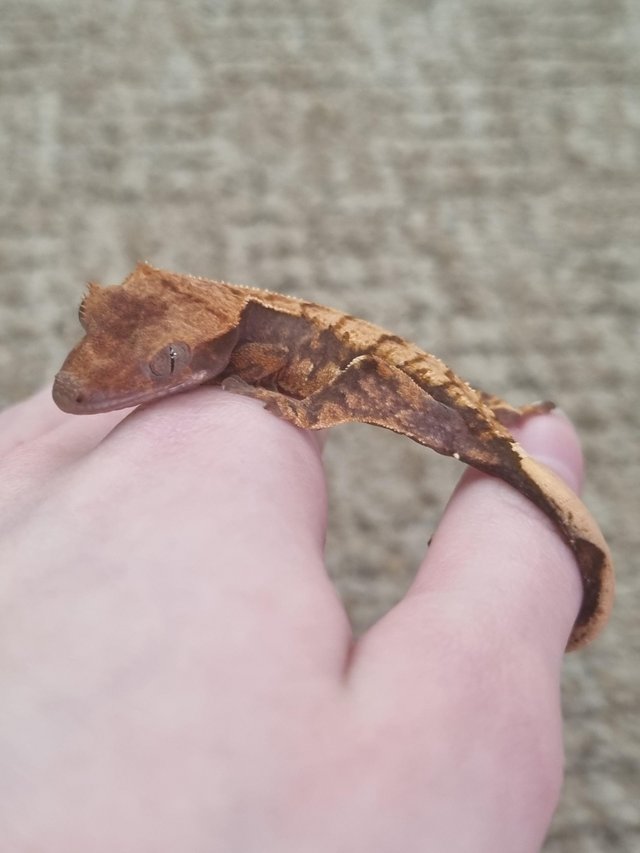 Preview of the first image of CB23 - Harlequin Crested Gecko x2.