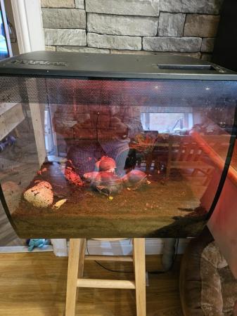 Image 3 of Giant African land snails with tank