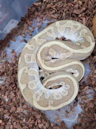 Image 3 of Pastel, butter , leopard royal python