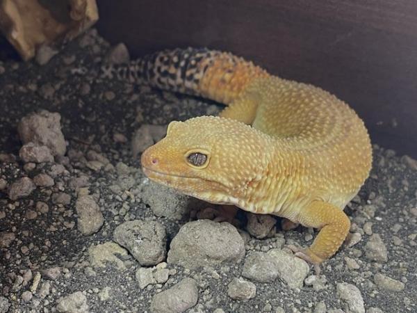 Image 2 of Male leopard gecko for sale