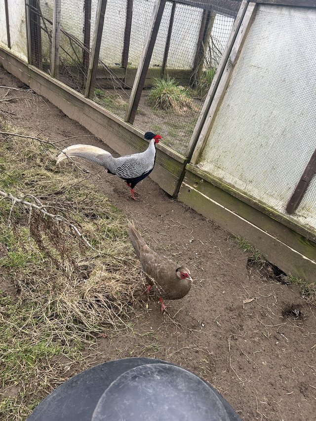 Preview of the first image of Silver pheasants for sale 2022 bred.