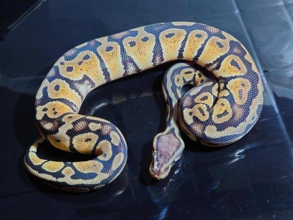 Image 5 of Royals python pastel yellow belly