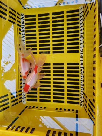 Image 2 of POND FISH BREEDING PAIR LARGE LONG FAN TAIL ORANDAS GOLDFISH