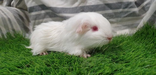 Image 7 of Various Sows (Female) Guinea Pigs for Sale