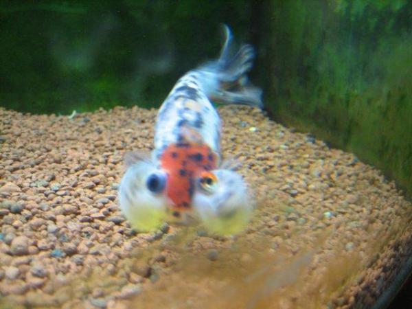 Image 2 of Fancy goldfish : calico bubble eye goldfish