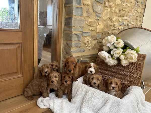 Image 3 of Cockapoo F1 show type pups, PRIZEWINNING LINES