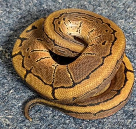 Image 5 of Various Royal Pythons, proven adults and surplus hatchlings