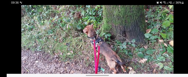 Image 3 of 16 month old Patterjack looking for a five star home
