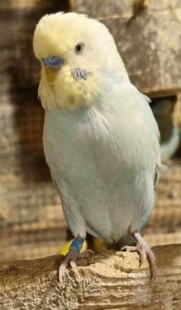 Image 5 of Various Budgies for Sale (Aviary-Bred)
