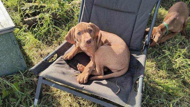 Image 3 of Hungarian Vizsla pups available NOW