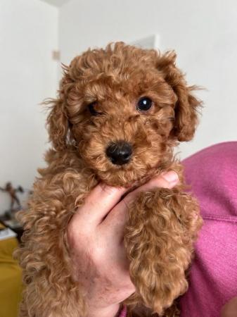 Cavapoochon toy puppies for sale in Gravesend, Kent