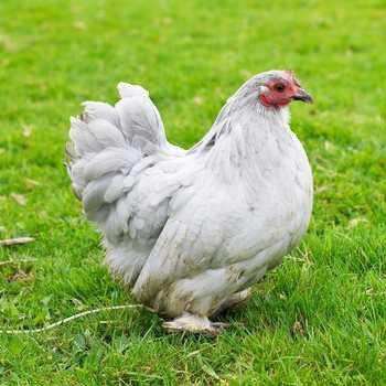 Image 2 of Lavender Pekin Chicken - Rare Breed - garden chickens