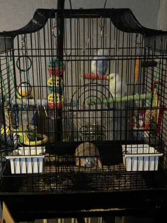 Image 5 of 2 young semi tame budgies with swinging cage
