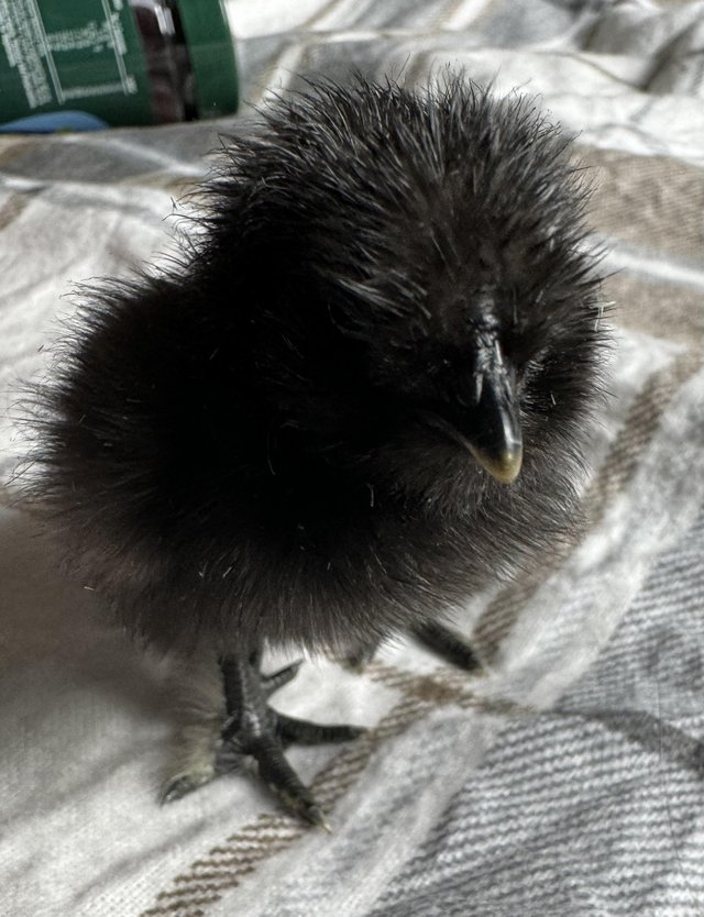 Preview of the first image of Silkie chicks available - Require heat.