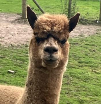 Preview of the first image of Lady Finnbar the Female Alpaca Devon / Cornwall Border.