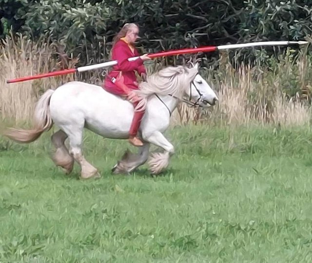 Preview of the first image of Super cob 8yr old 13.2hh.