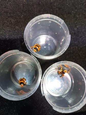 Image 7 of Bumblebee dart froglets available