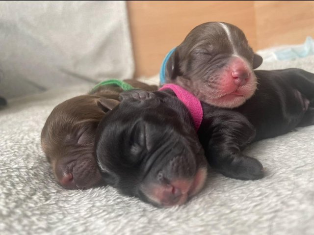 Preview of the first image of NEW LITTER - COCKER SPANIEL PUPPIES.