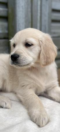 Image 15 of Fully Vaccinated KC Registered Golden Retriever Puppies