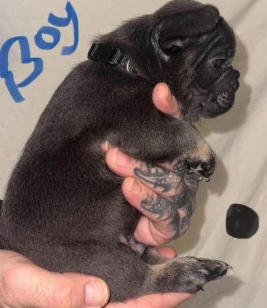 Image 5 of French bulldog last boy left kc registered ready to leave!