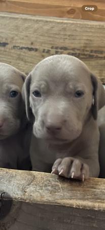 Image 6 of Weimaraner puppies ready to leave on the 12th June