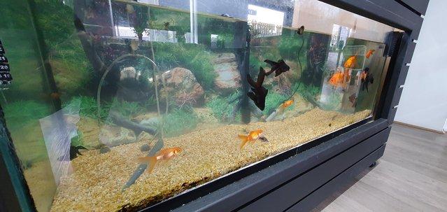 Image 4 of Black Moor Goldfish and Goldfish for sale