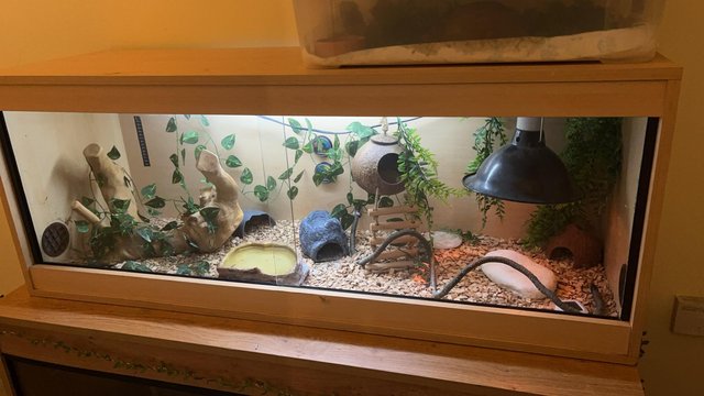 Image 3 of High yellow male Leopard Gecko & set up