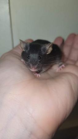 Image 5 of Beautiful friendly mice £2.50 Ideal children's pets.