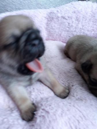Image 6 of Beautiful pug Puppys 4 available