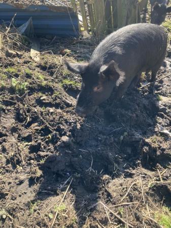 Image 3 of Handsome Berkshire boar pigs