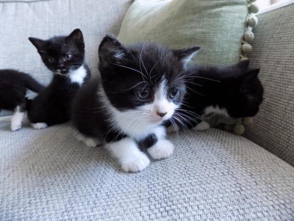 Image 12 of B/W kittens from British Blue Mum
