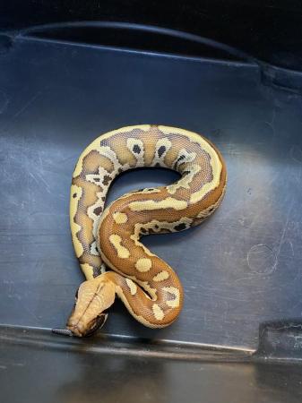 Image 3 of Blood python (P. brongersmai) £250