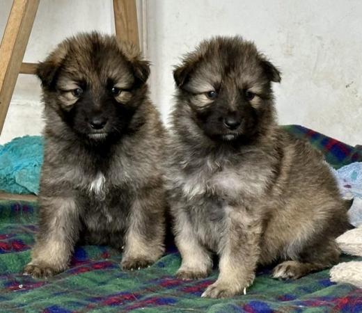 Image 2 of Stunning big GSD puppies for sale
