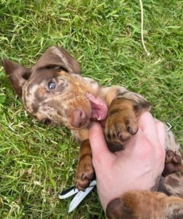 Image 18 of Quality bred Miniature Dachshunds 2 boys 1 girl for sale