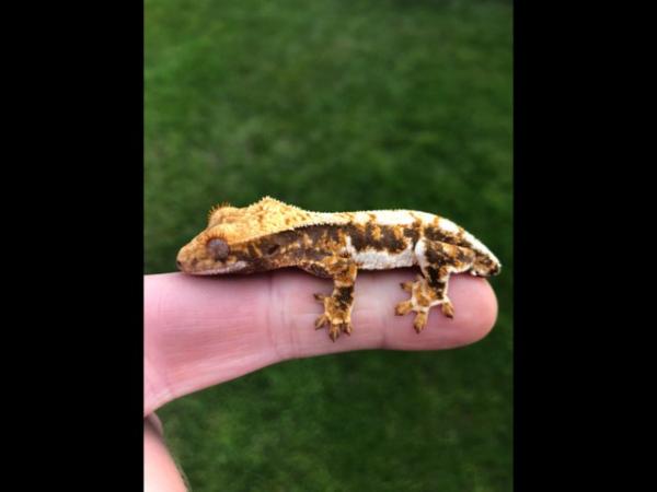 Image 2 of Lilly white crested gecko