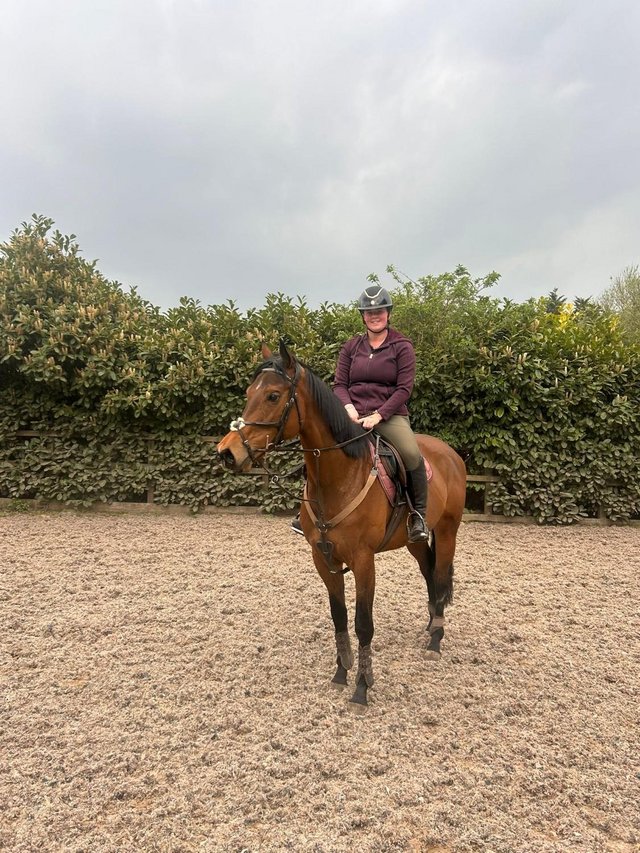 Lizzie/ 16.2h/ thoroughbred - Full Loan.
