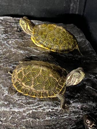 Image 13 of Turtles and Terrapins available…….